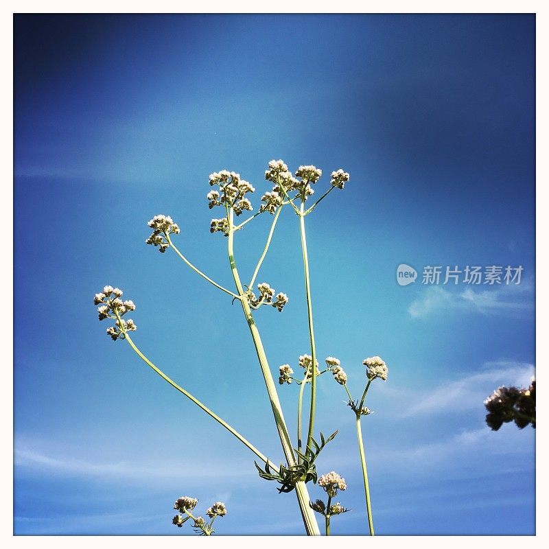 缬草(Valeriana officinalis, caprifolaceae)是一种多年生开花植物，原产于欧洲和亚洲。